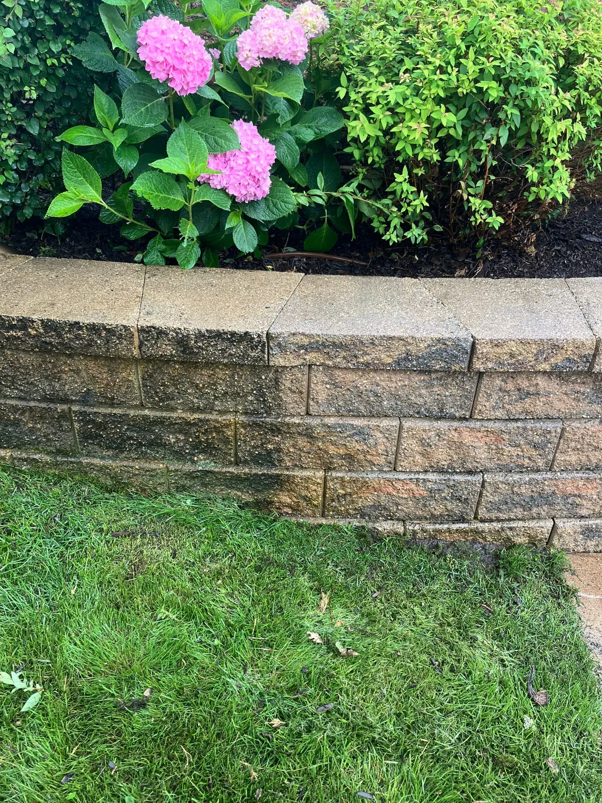 Concrete walkway before pressure washing showing moss buildup